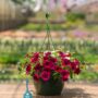 Combo – Jazzberry Jam – 10″ Hanging Basket